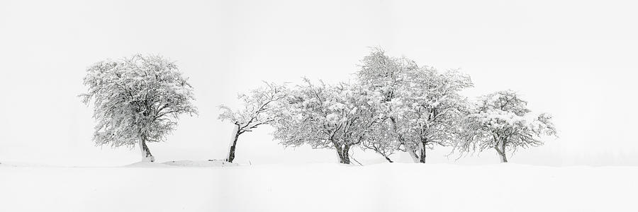 Abstract Trees covered in snow Photograph by Sonny Ryse