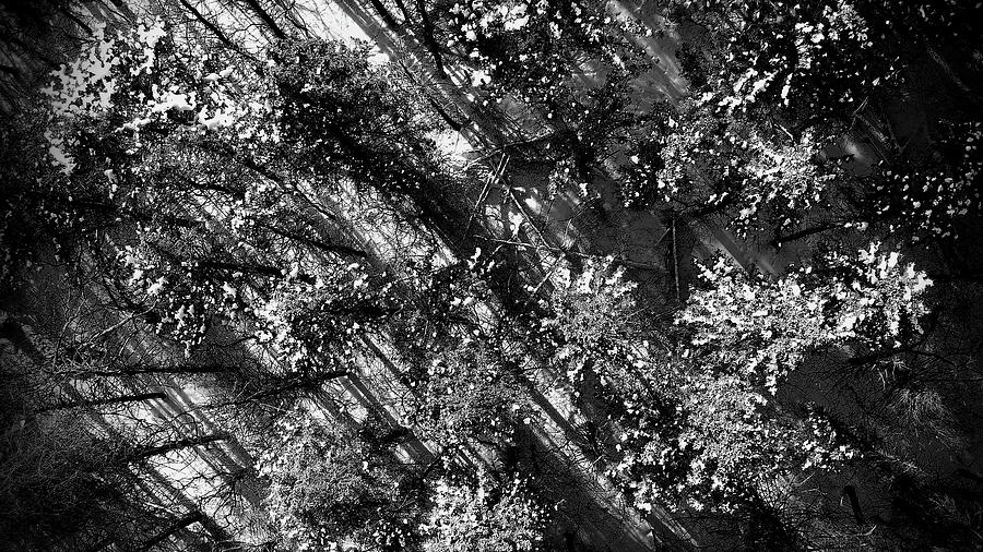 Abstract Trees From Above Photograph by Steve Bell - Fine Art America