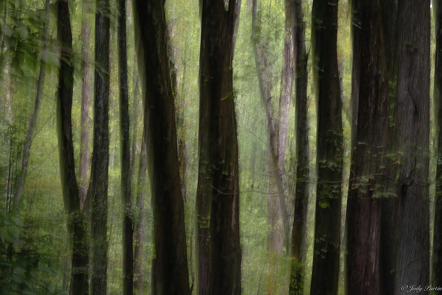 Abstract Trees Photograph by Jody Partin