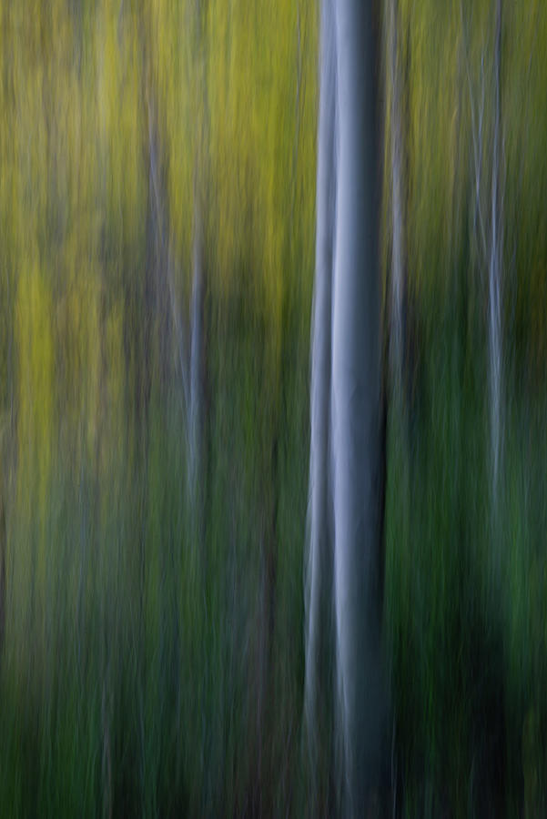 Abstract Trees Photograph