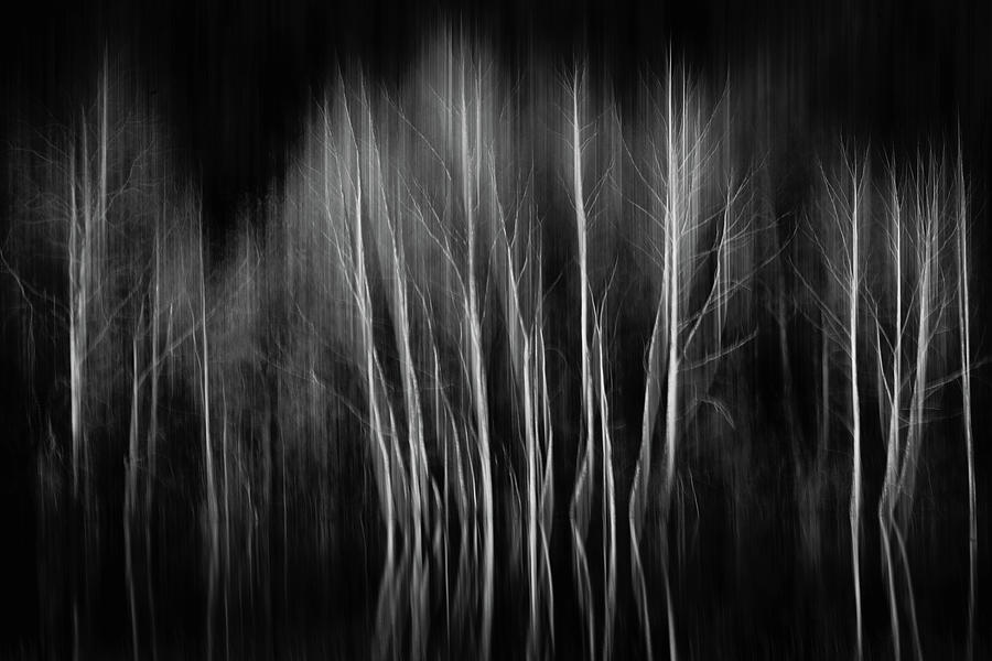 Abstract trees Photograph by Martin Vorel Minimalist Photography