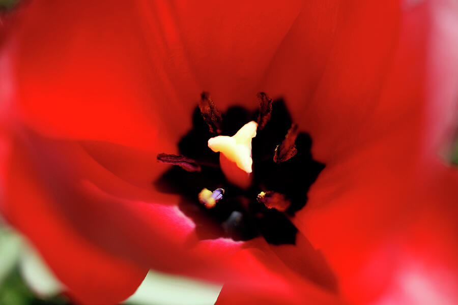 Abstract Tulip - March 2024 Photograph by Joseph A Langley Abstract Tulip - March 2024 Photograph by Joseph A Langley