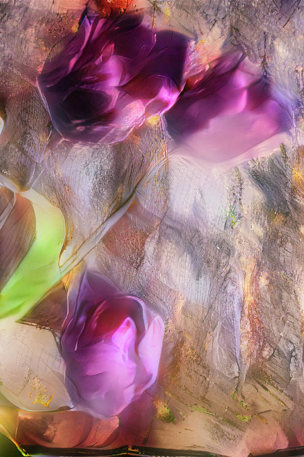 Abstract Tulips Photograph by James Bethanis