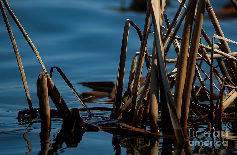 Abstract Water and Reeds Photograph by Sandra Js