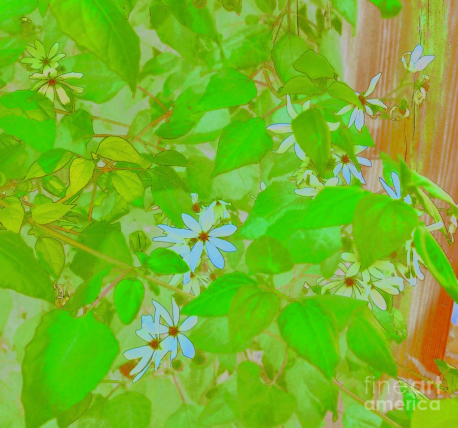 Abstract White Flowers on Green Leaves at the Florida Botanical Gardens Photograph by L Bosco