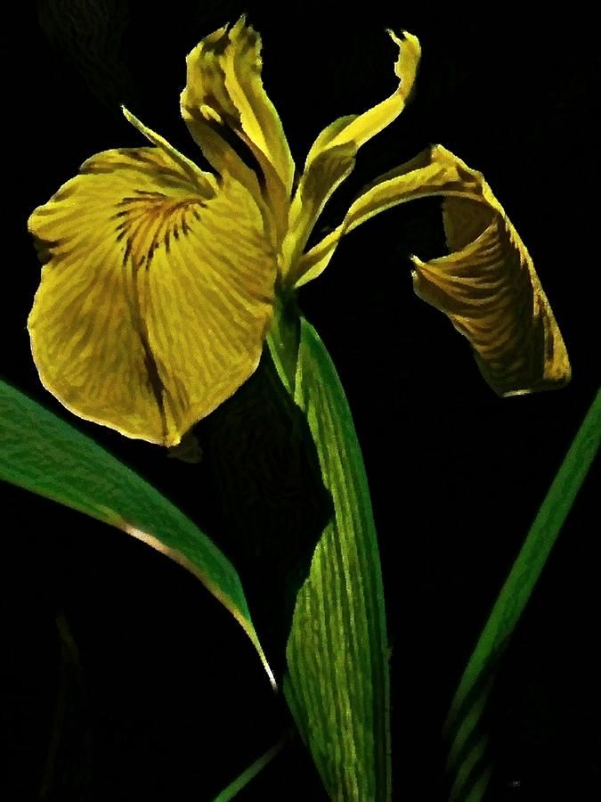 Abstract Wild Iris Photograph by Judy Stepanian