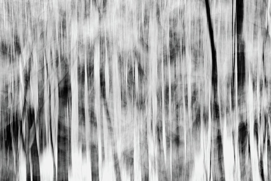 Abstract Winter Trees Photograph by Dan Sproul