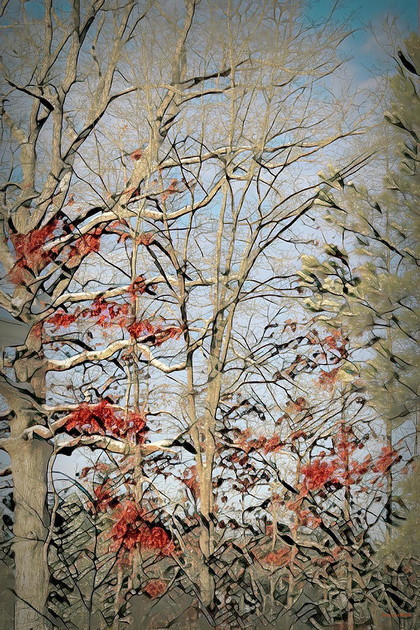 Abstract Winter Trees with Orange Photograph by Roberta Byram