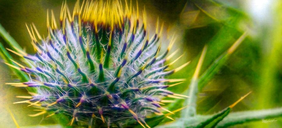Abstract With Thistle or Vice Versa Mixed Media by Call Me Abbie - Abbie Shores