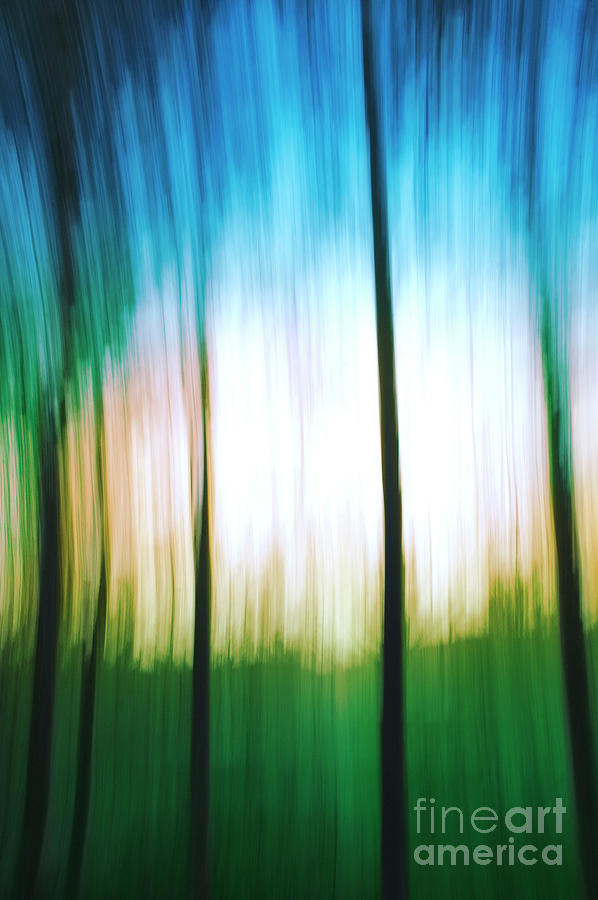 Abstract woodland Photograph by Vicente Sargues