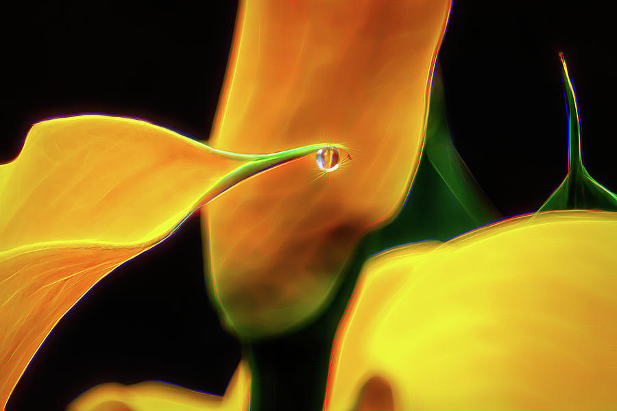 Abstract Yellow Callas with Reflections Digital Art by Ed Stines