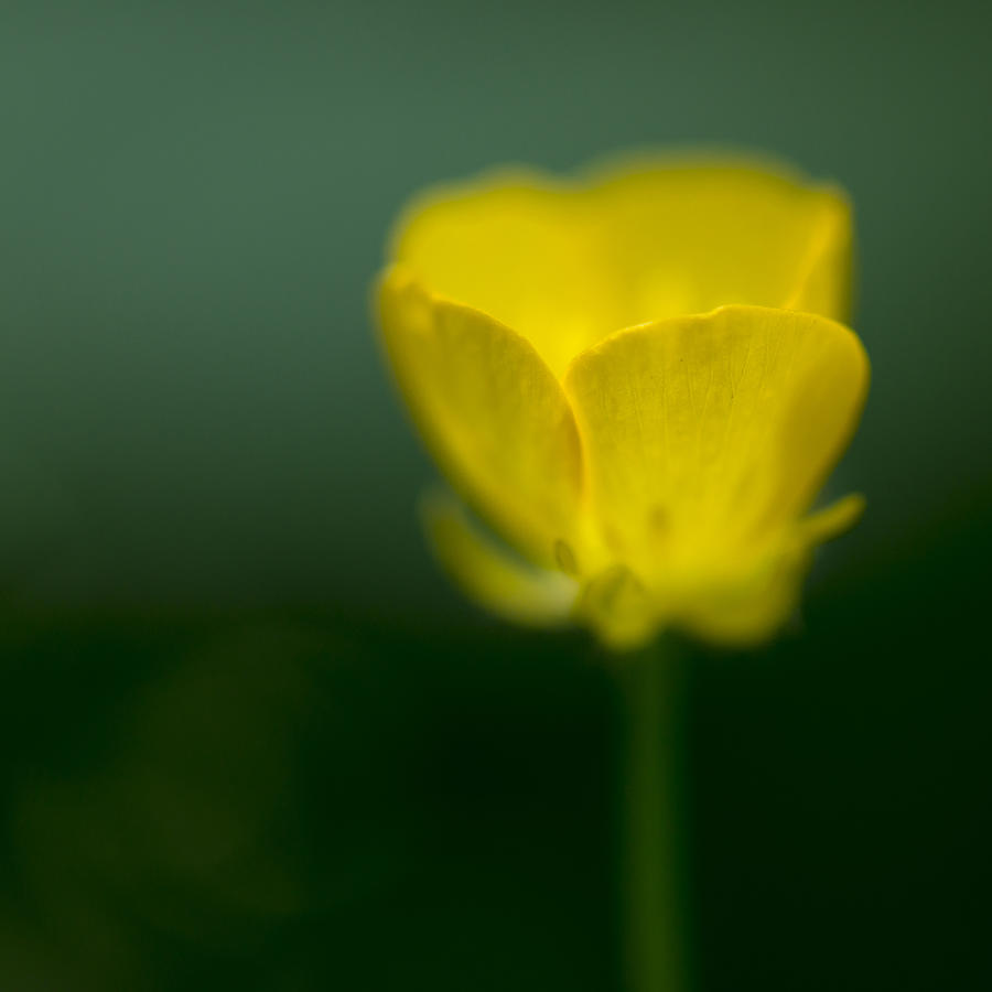 Abstract yellow Forest Buttercup flower. Photograph by Tofotografie