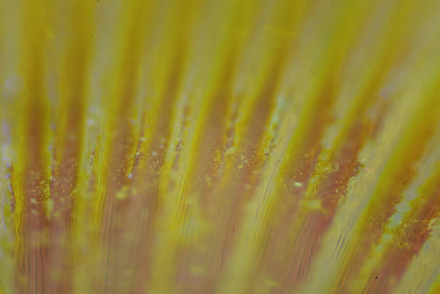 Abstract Yellow  Photograph by Neil R Finlay