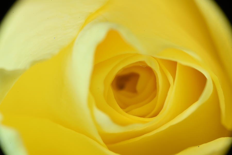 Abstract Yellow Rose Photograph