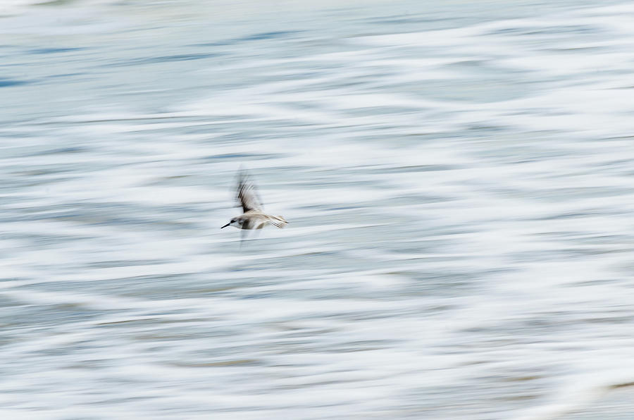 Abstracted Sandpiper In Flight Photograph by Debra Martz