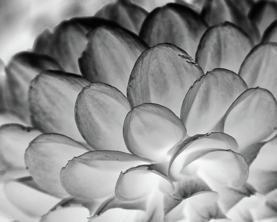 Abstracted Zinnia 1 BW 121722 Photograph by Mary Bedy