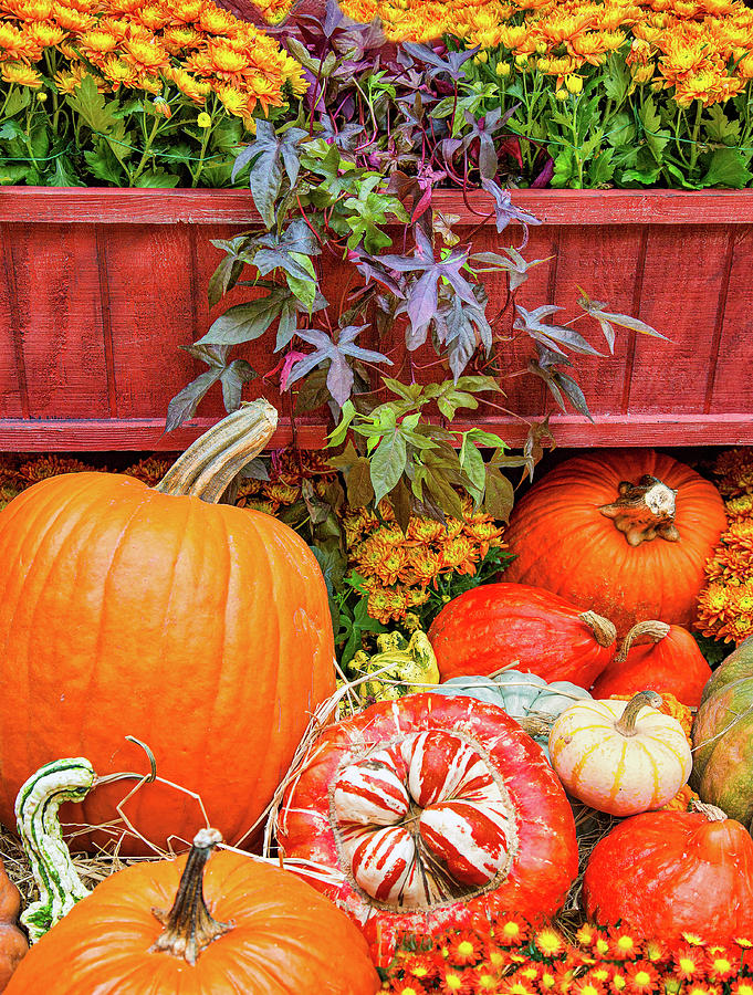 Abundance of Autumn Photograph by Janet Ballard - Fine Art America