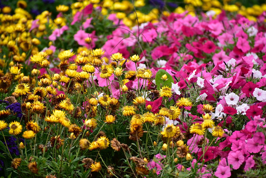 Abundance of Petals Photograph by Michael Newbold - Fine Art America