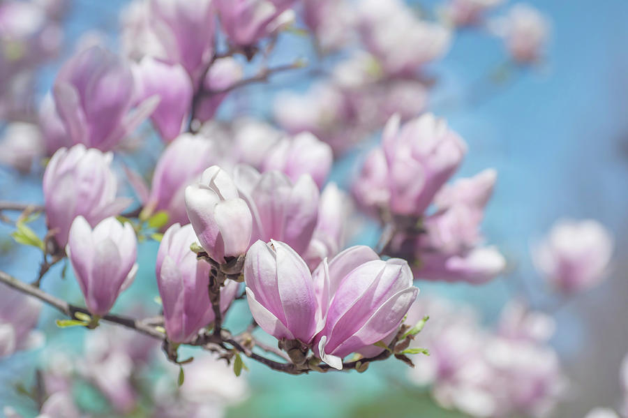Abundant Blooms of Chinese Magnolia 4 Photograph by Jenny Rainbow