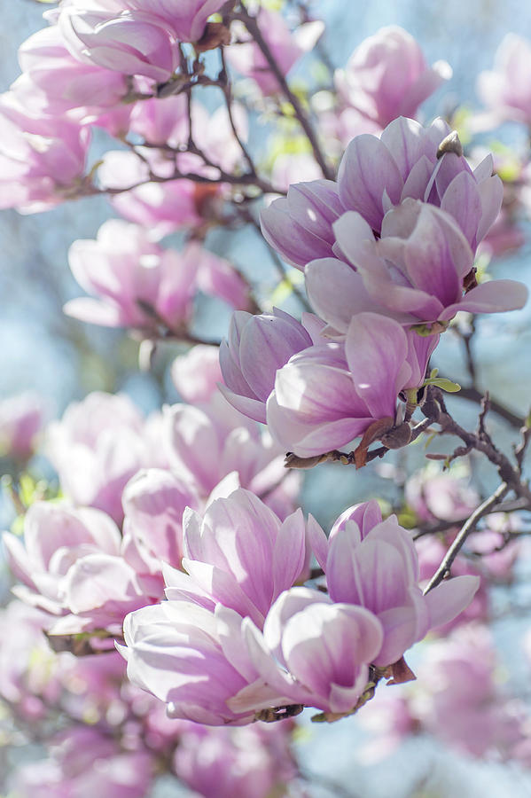 Abundant Blooms of Chinese Magnolia 5 Photograph by Jenny Rainbow