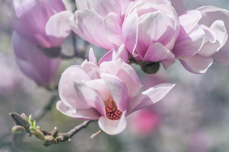 Abundant Blooms of Chinese Magnolia Photograph by Jenny Rainbow | Pixels