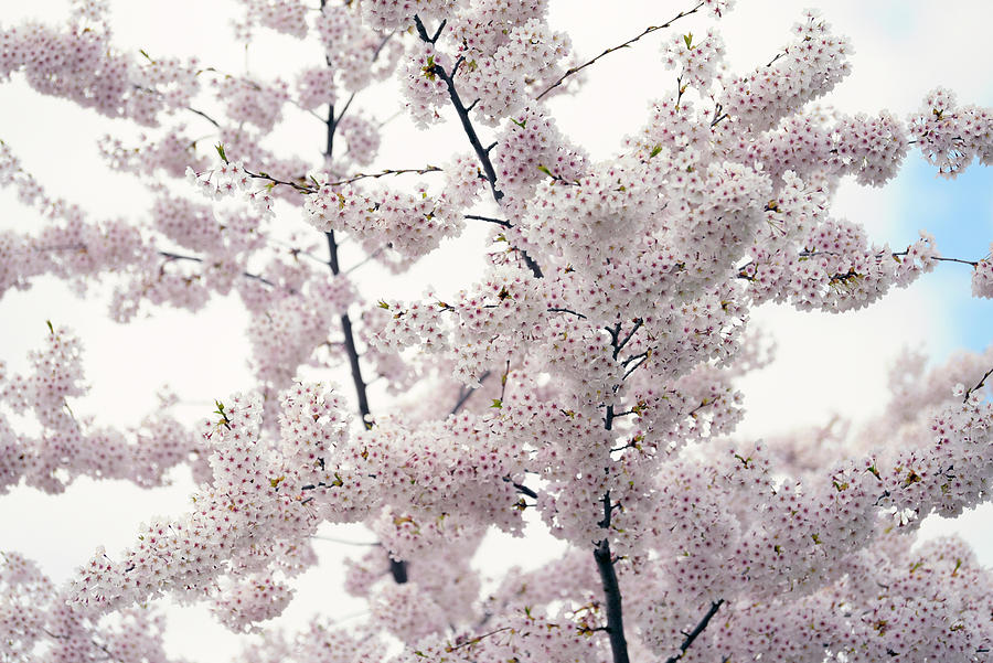 Abundant Blooms of Yoshino Cherry - Branches 1 Photograph by Jenny Rainbow