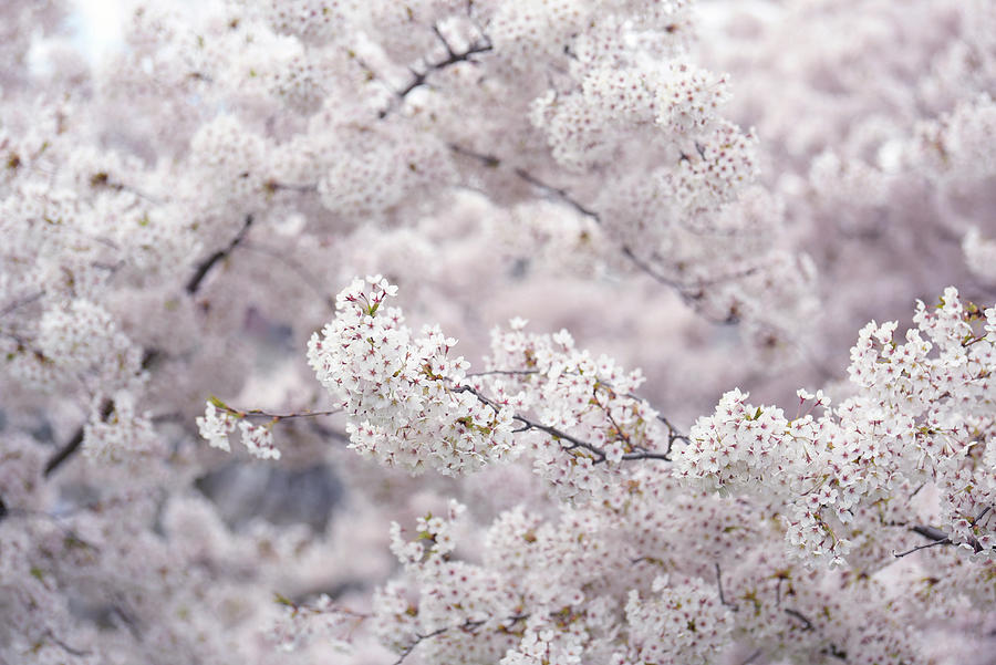 Abundant Blooms of Yoshino Cherry - Branches 2 Photograph by Jenny Rainbow