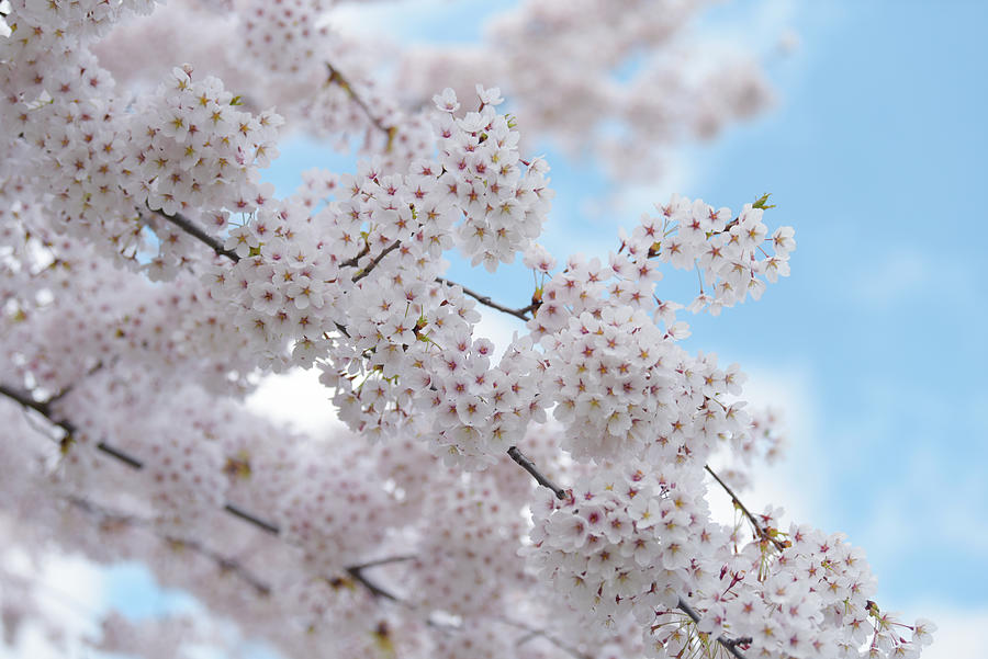 Abundant Blooms of Yoshino Cherry - Branches 3 Photograph by Jenny Rainbow