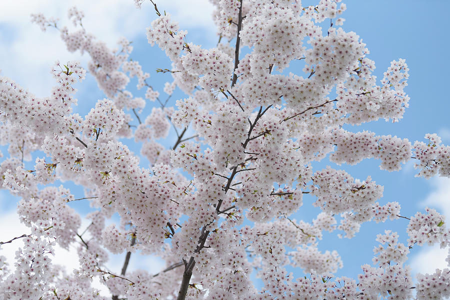 Abundant Blooms of Yoshino Cherry - Branches 4 Photograph by Jenny Rainbow