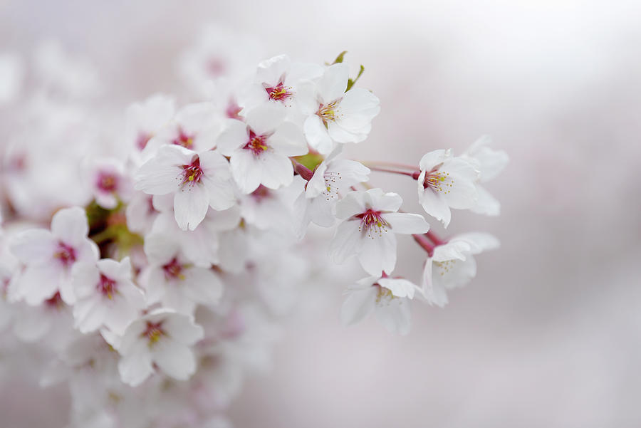 Abundant Blooms of Yoshino Cherry - Closeup 1 Photograph by Jenny Rainbow
