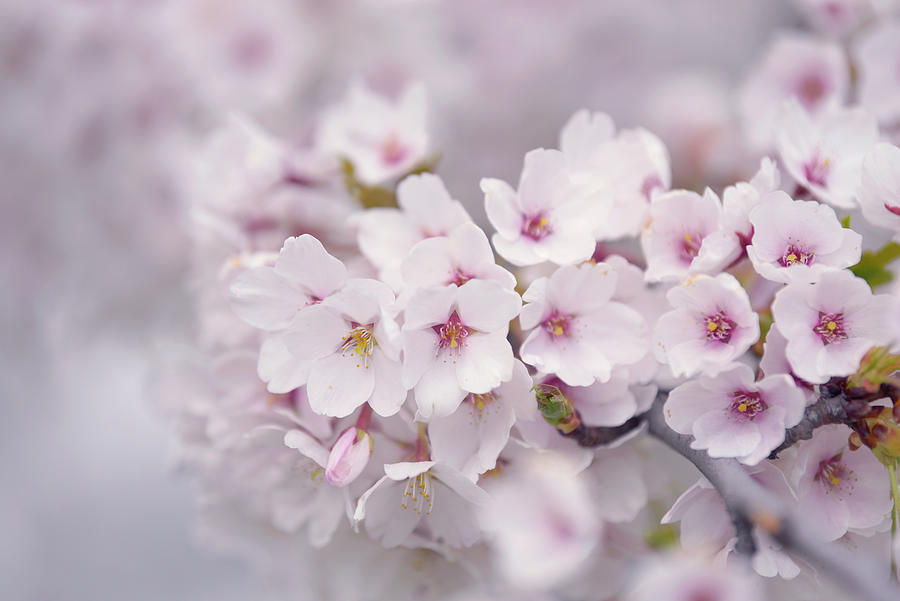 Abundant Blooms of Yoshino Cherry - Closeup  Photograph by Jenny Rainbow