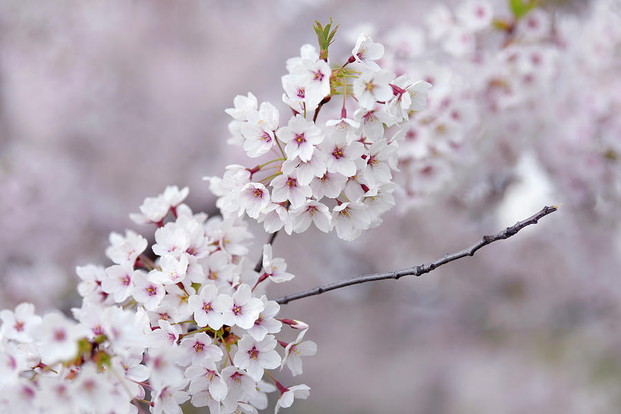 Abundant Blooms of Yoshino Cherry - Clusters of Flowers 1 Photograph by Jenny Rainbow