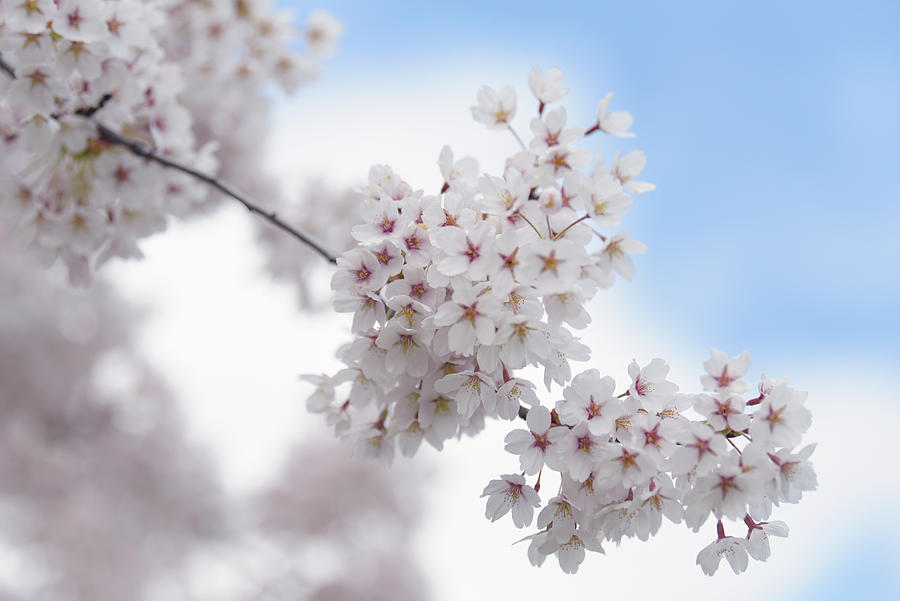 Abundant Blooms of Yoshino Cherry - Clusters of Flowers 2 Photograph by Jenny Rainbow