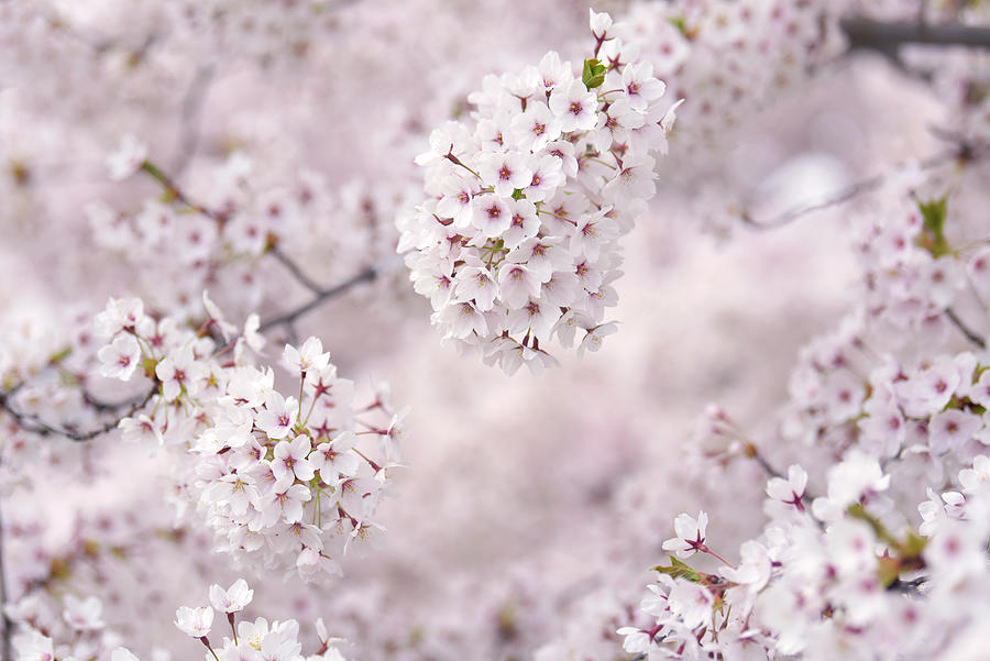 Abundant Blooms of Yoshino Cherry - Clusters of Flowers Photograph by Jenny Rainbow