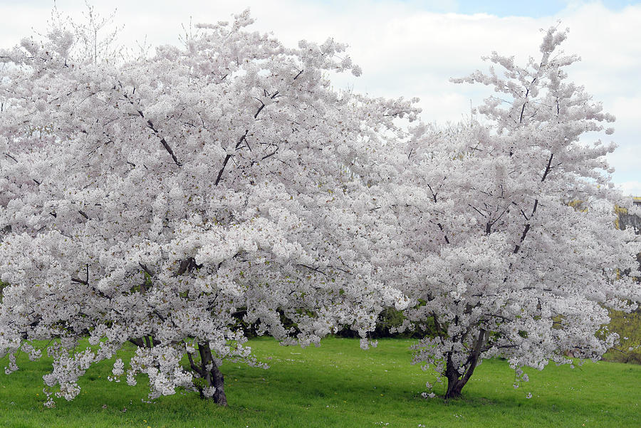 Abundant Blooms of Yoshino Cherry Photograph by Jenny Rainbow