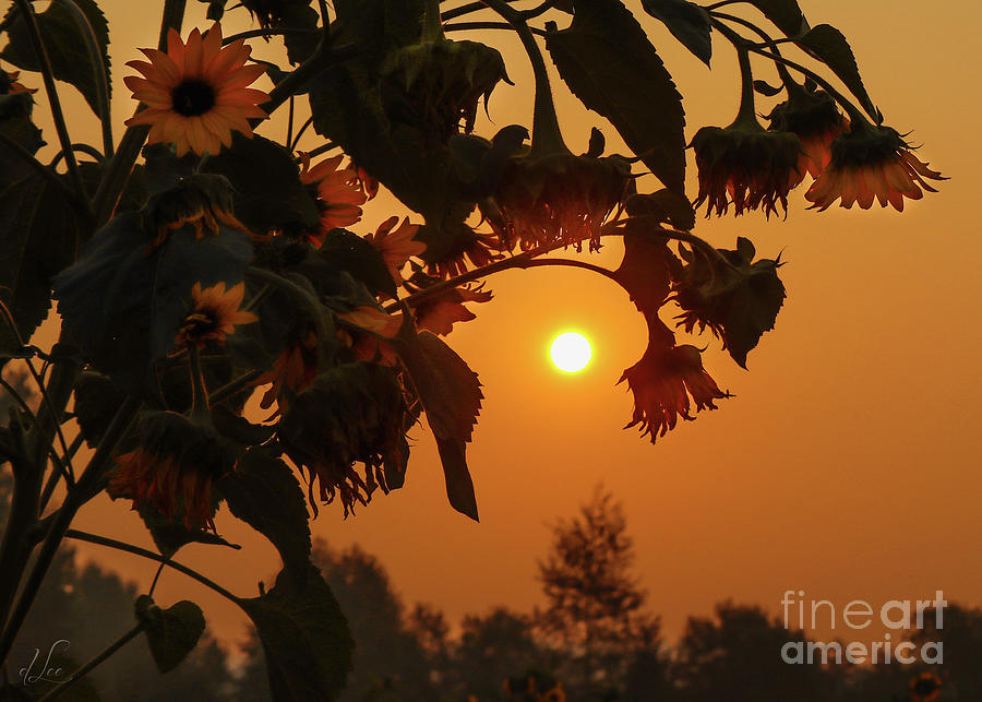 Sunflower Photograph - Abundant Focus by D Lee