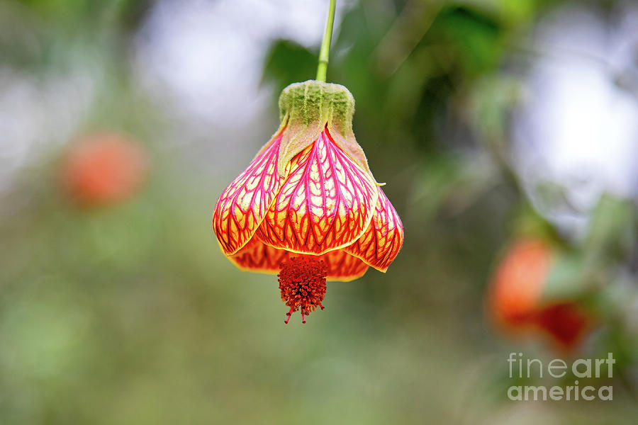 Abutilon Chinese lantern flower, abutilon striatum, an evergreen Photograph by Jane Rix