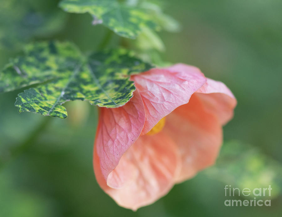 Abutilon Lucky Pink Chinese Lantern Flowering Maple Flower  Photograph by Abigail Diane Photography
