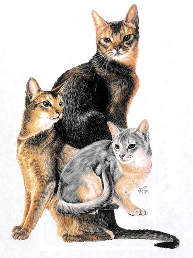 Abyssinian Collage Drawing by Barbara Keith