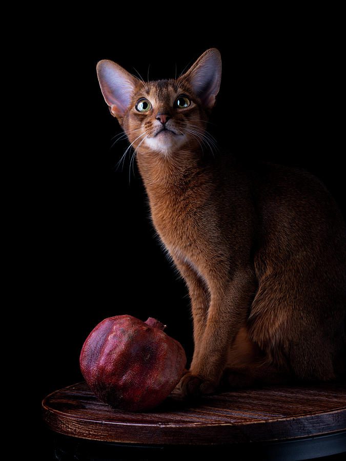 Abyssinian Cat Photograph