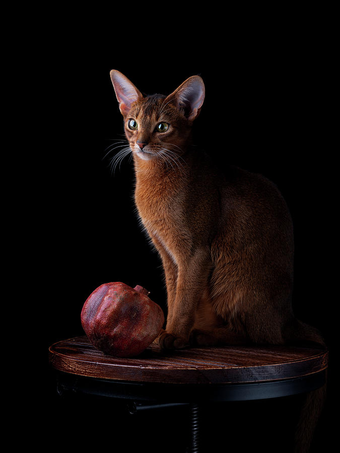 Abyssinian Cat Portrait Photograph