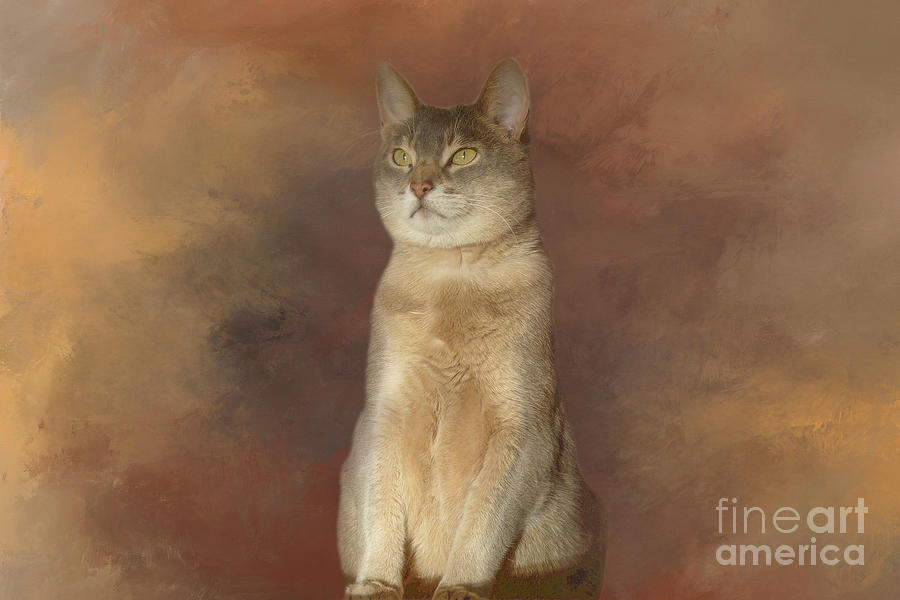 Cat Mixed Media - Abyssinian Cat Two by Elisabeth Lucas