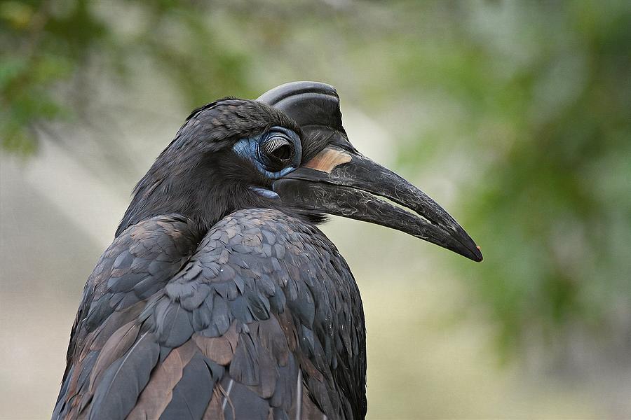 Abyssinian Hornbill Photograph by Fraida Gutovich