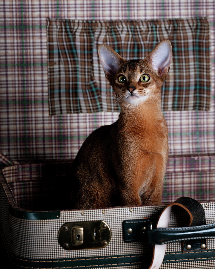 Cat Photograph - Abyssinian Kitten in Suitcase by Nailia Schwarz