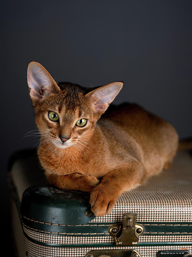 Abyssinian Kitten On Suitcase Photograph