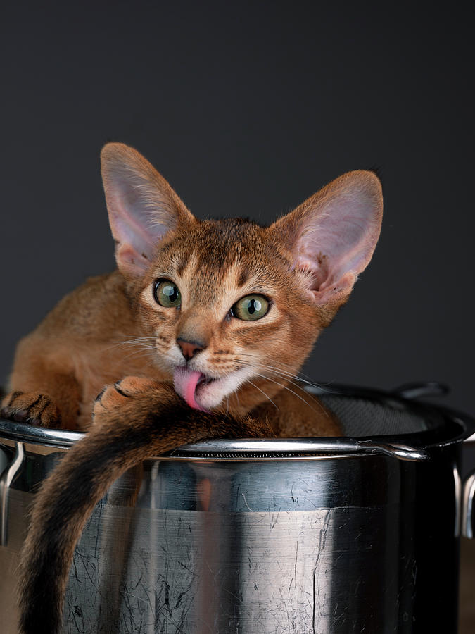 Abyssinian Kitten Relaxing In Cooking Pot Photograph
