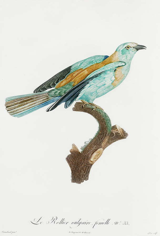 Abyssinian Roller 02 - Vintage Bird Illustration - Birds Of Paradise - Jacques Barraband  Digital Art by Studio Grafiikka