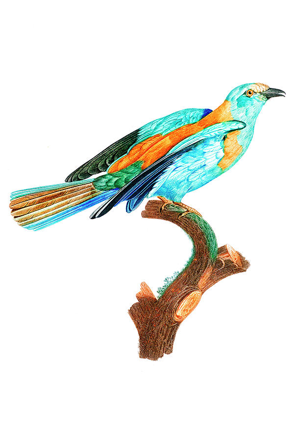Abyssinian roller Drawing by Jacques Barraband - Fine Art America