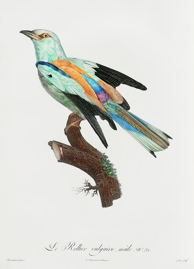 Abyssinian Roller Male - Vintage Bird Illustration - Birds Of Paradise - Jacques Barraband  Digital Art by Studio Grafiikka