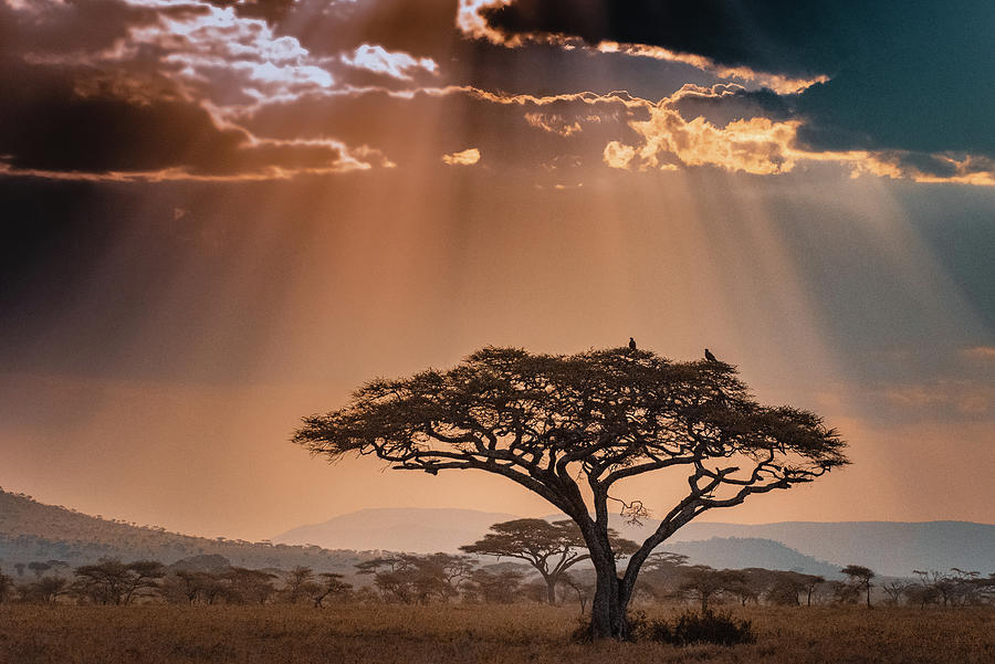 Acacia at Sunset Photograph by Janis Knight